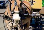 Venture Through the French Quarter Photo